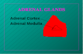 ADRENAL GLANDS n Adrenal Cortex n Adrenal Medulla