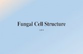 Fungal Cell Structure - fac.ksu.edu.sa .-Eukaryotic, spore-bearing, heterotrophic organisms that