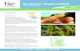 Eurasian Watermilfoil - .TIPS February 2015 Eurasian Watermilfoil Myriophyllum spicatum Distribution