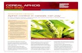 Cereal aphids - GRDC Cereal aphids are vectors of BYDV, a disease that attacks all cereal crops. However,