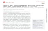 Virulence of the Melioidosis Pathogen Burkholderia ... Virulence of the Melioidosis Pathogen Burkholderia