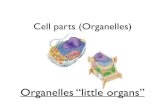 Cell parts (Organelles)  ¢  2019-11-18¢  Cell parts (Organelles) Organelles ¢â‚¬“little organs
