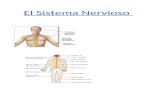 El sistema nervioso - Nuestra Se£±ora del web/sistema nervioso..docx¢  Web view El sistema nervioso