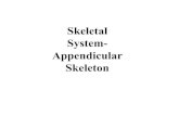 Skeletal System- Appendicular Skeleton - USD 2013-10-16¢  Overview of the appendicular skeleton: It