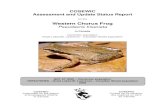 Western Chorus Frog (Pseudacris triseriata) - ... COSEWIC status reports are working documents used