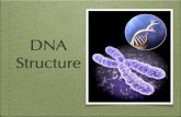 U3L1 - DNA Structure - structure of DNA X-ray photograph of DNA crystal Model of DNA DNA (deoxyribonucleic