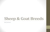 Sheep & Goat Breeds - Agriculture Science Ms. Sheep & Goat Breeds Vet Science . GOATS . French Alpine