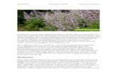 Amy Emnett Clary Sage: A Profile French ... Amy Emnett Clary Sage: A Profile French Aromatherapy The