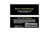 Bone Cell Biology - Columbia ... Bone remodeling: relationship to the amount and structure of bone and