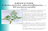 ABSINTHE (Artemisia absinthium, Wormwood) - plantes... ABSINTHE (Artemisia absinthium, Wormwood) Plante