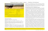 Hippotragus niger niger Sable Antelope 2019-02-08¢  Hippotragus niger niger | 2 The Red List of Mammals