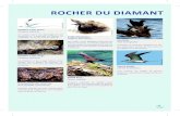 Faune patrimoniale rOCher du du... · PDF file 2020-05-14 · rOCher du dIAMAnT Faune patrimoniale Phaéton à bec jaune Phaeton lepturus Cet oiseau marin est observable en vol au-dessus