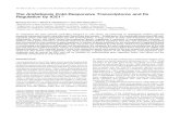Arabidopsis Cold-Responsive Transcriptome and Its Regulation by The Arabidopsis Cold-Responsive Transcriptome