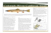 Colorado River Cutthroat Trout Habitat Evaluation Colorado River Cutthroat Trout (Oncorhychus clarkii