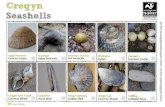 Cregyn Seashells ... Seashells Llygad Maharen Common Limpet Flat Periwinkle Gwichiad Gwichiad y Gwymon