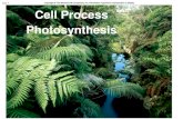 Cell Process Photosynthesis Cell Process Photosynthesis. Cell Process - Photosynthesis. Photosynthesis