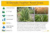 El Dorado Feather Reed Grass - Bentley Ridge Tree Farm ... ... El Dorado Feather Reed Grass El Dorado