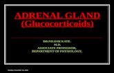 ADRENAL CORTEX AND GLUCOCORTICOIDS