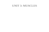 UNIT 3: MUSCLES. Types of Muscle tissue Skeletal: striated and voluntary- moves body Smooth: involuntary, non-striated Cardiac: heart, involuntary
