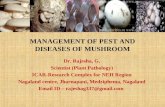 Management of pest and diseases of mushroom