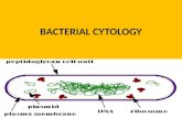 Bacterial cytology