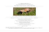 The Native Sacramento Valley Red Fox