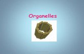 Organelles - Mrs. Kohout's Biology   copyright cmassengale 1 . Organelles