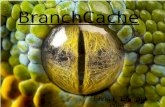 Branchcache presentacion (espa±ol)