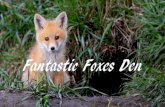 Fantastic Foxes