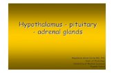 Hypothalamus - pituitary - adrenal glands Physiotherapy Hypothalamus - pituitary - adrenal glands Magdalena