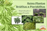 - Biologia - Reino Plantae - Bri³fitas e Pterid³fitas