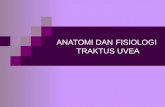 Anatomi& Fisiologi Traktus Uvea