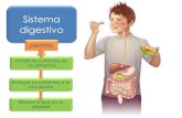 Sistema digestivo - ?Basico/Biolog­a/ppt Sistema...  Glndulas anexas Tubo digestivo Sistema digestivo
