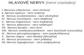 I. Neruvus olfactorius - nerv ichov½  II. Nervus opticus - nerv zrakov½