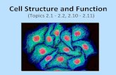 Cell Structure and Function ... Cell Structure and Function (Topics 2.1 - 2.2, 2.10 - 2.11) By the end of this presentation, you should be able to: Distinguish between prokaryotic