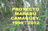Marabu proyecto