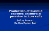 Production of plasmid-encoded chlamydial proteins in host cells Jeffrey Burnett Dr. Dan Rockey Lab