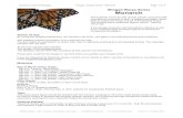 Winged Warps Series Monarch -    Squirrel Designs Winged Warps Series - Monarch Page 2 of 9