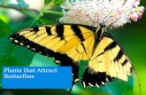 Plants that Attract Butterflies. You will attract more than butterflies