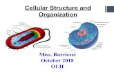 Cellular Structure and Organization · PDF file Prokaryotic Cell Features Prokaryotic cell organization is a characteristic of the kingdoms Eubacteria and Archaebacteria. Prokaryotic