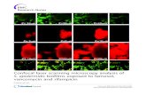 Confocal laser scanning microscopy analysis of biofilms ... Confocal laser scanning microscopy analysis