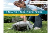 How to Help Feral Cats