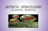 Bacterias intracelulares