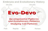 Evo-Devo Developmental Patterns and Evolutionary Patterns Studying Cell Patterns
