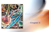 Cell Structure and  Function