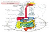 Digestive System Diagram -  ??Digestive System Diagram . Large Intestine Mechanical Digestion Chemical Digestion Saliva ... Tooth Anatomy Enamel is the hardest part of tooth