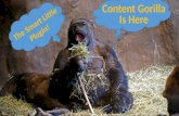 Content Gorilla - Content Gorilla WP Plugin