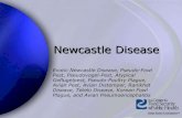 Newcastle Disease - Newcastle Disease Exotic Newcastle Disease, Pseudo-Fowl Pest, Pseudovogel-Pest,