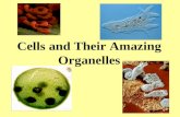 Cells and Their Amazing Organelles. Cells can be  Prokaryotic - no membrane bound organelles Eukaryotic - membrane bound organelles