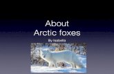 Arctic Foxes by Isabella